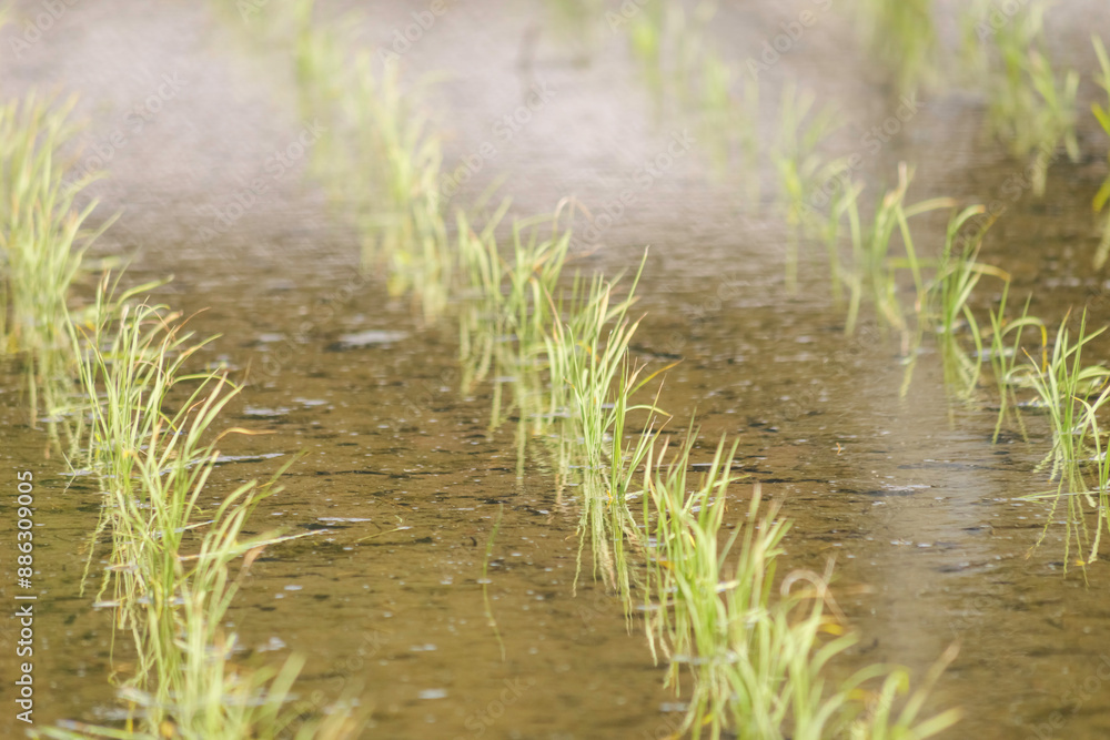 Rice paddies after rice planting, Japanese farming village in summer Rice paddies after rice planting, Japanese farming village in summer