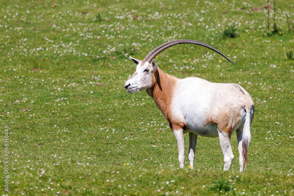 Scimitar-horned oryx, oryx dammah, side view. Extinct in the wild until recently, when captive breeding programs started to reintroduced animals to their natural habitat. Scimitar-horned oryx, oryx dammah, side view. Extinct in the wild until recently, when captive breeding programs started to reintroduced animals to their natural habitat.