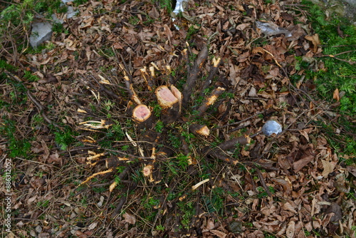 Professional gardener has allowed a low hedge to grow far too wide and too high to require many hours of annual maintenance. As a customer, I had to start over and pruned Taxus Baccata down to ground