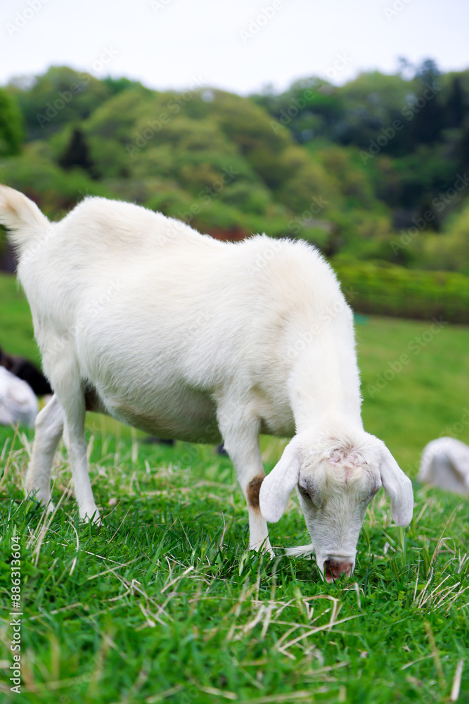 Obraz premium Saitama