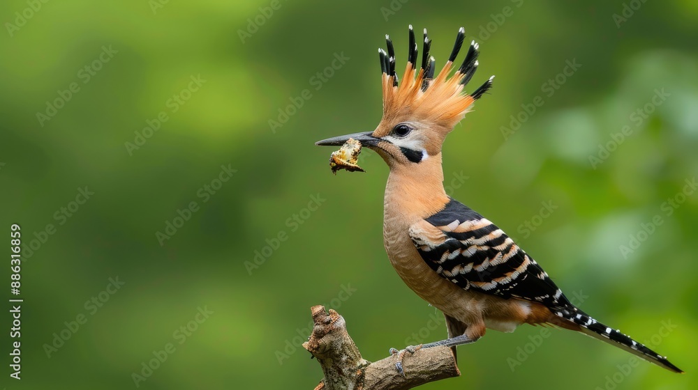 Hoopoe Bird Perched on a Branch with Prey in its Beak Hoopoe Bird Perched on a Branch with Prey in its Beak
