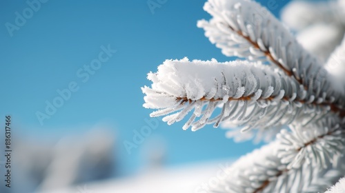 This image shows a close-up shot of a frosted pine needle with a snowy backdrop, highlighting the delicate beauty of winter and the intricate frost formations on the pine. photo