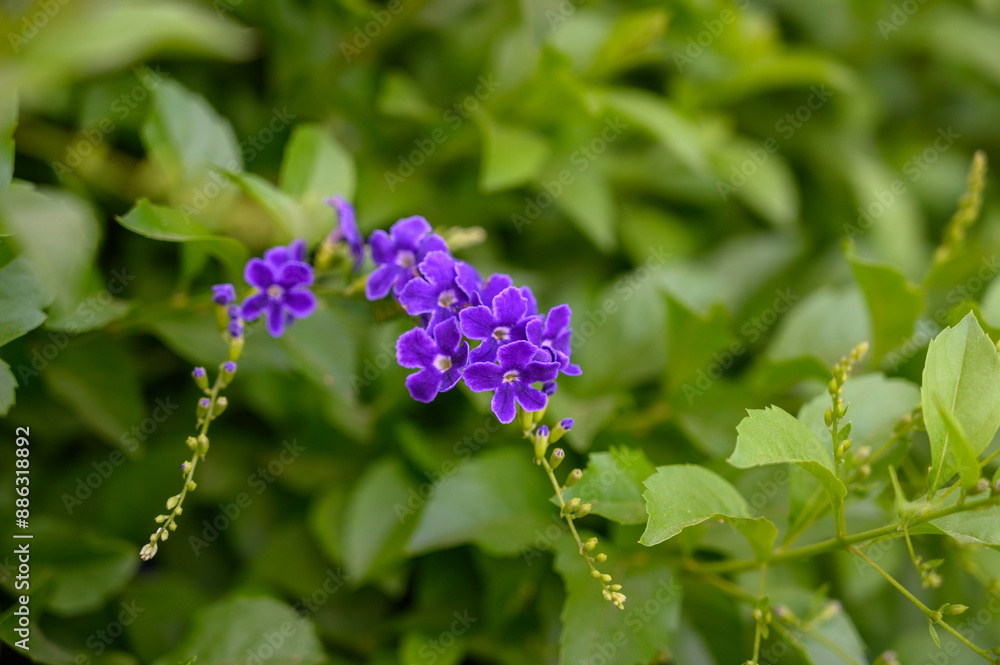 Duranta repens / Golden dew drops / Sky flower: Flower and Fruit Duranta repens / Golden dew drops / Sky flower: Flower and Fruit