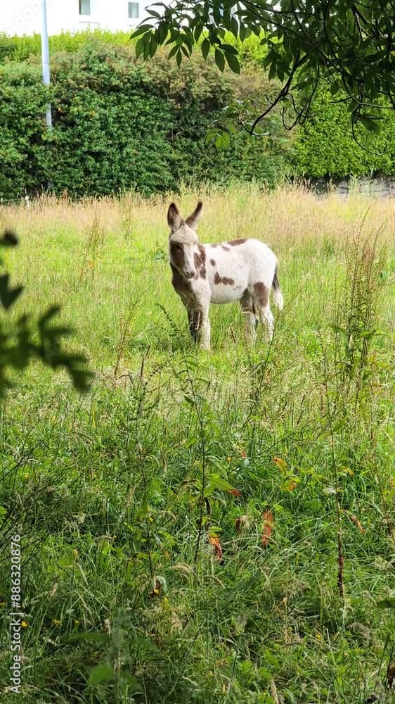 Cute white brown baby donkey playing in green meadow, farm animals, donkeys, wildlife, nature background Cute white brown baby donkey playing in green meadow, farm animals, donkeys, wildlife, nature background