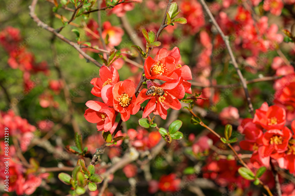 Obraz premium Flowering chenomeles californica in the botanical garden, red flowers, Japanese quince