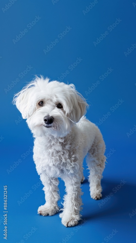 Adorable white dog posing on blue background, standing Adorable white dog posing on blue background, standing