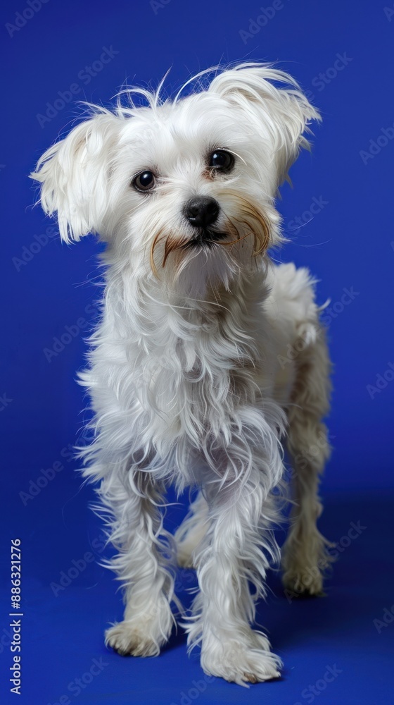 Small white dog with curly fur on blue background Small white dog with curly fur on blue background