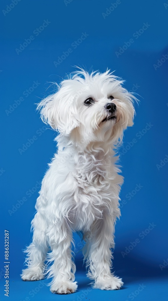 Furry white dog standing upright on blue backdrop. Furry white dog standing upright on blue backdrop.
