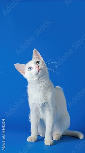 White cat with blue eyes looking upward on blue bg. photo