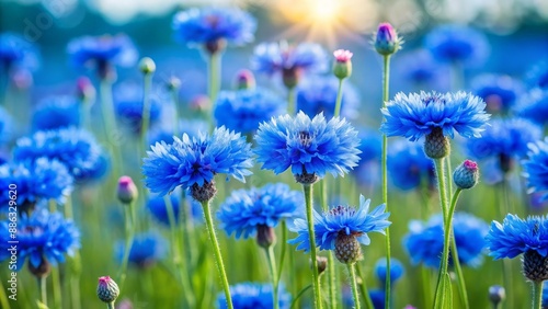 Blue flowers blooming beautifully in a field , nature, vibrant, colorful, garden, petals, meadow, spring, outdoors, fresh © sujanya