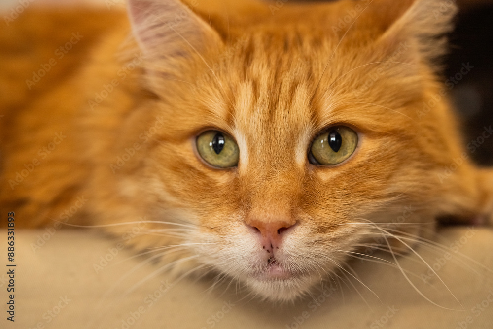 Close-up shot of ginger cat with striking green eyes, lying down and looking intently at the camera. Close-up shot of ginger cat with striking green eyes, lying down and looking intently at the camera.