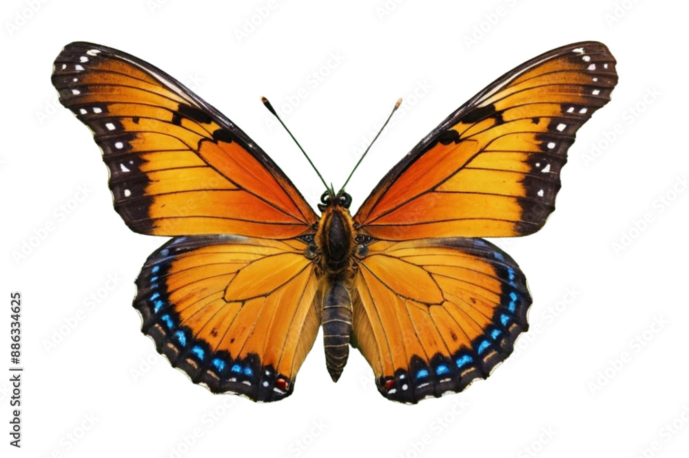 butterfly isolated on white butterfly isolated on white