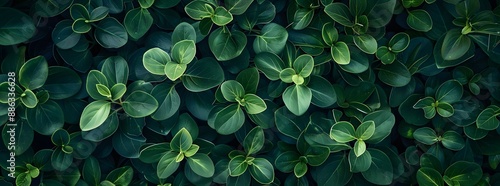 Seamless Dark Green Leaf Texture Background