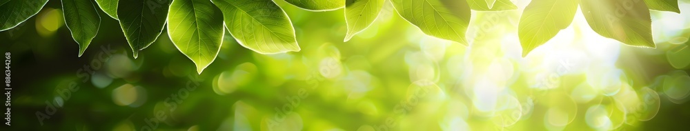 Sunlit Green Leaves Banner With Blurred Background Sunlit Green Leaves Banner With Blurred Background