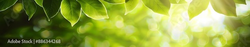 Sunlit Green Leaves Banner With Blurred Background