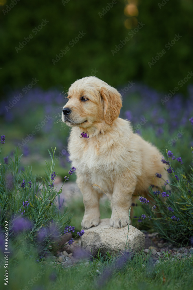 dog small puppy golden retriever labrador in a field of lavender flowers in the summer evening at sunset dog small puppy golden retriever labrador in a field of lavender flowers in the summer evening at sunset