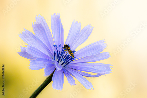 Gewöhnliche Wegwarte (Cichorium intybus)