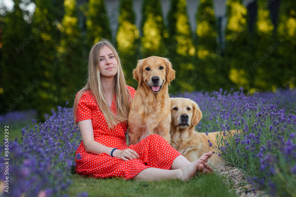 beautiful girl in red dress in lavender field with golden retriever dog beautiful girl in red dress in lavender field with golden retriever dog