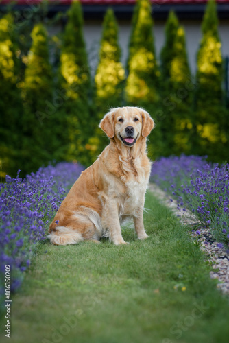 dog golden retriever labrador in a field of lavender flowers in the summer evening at sunset