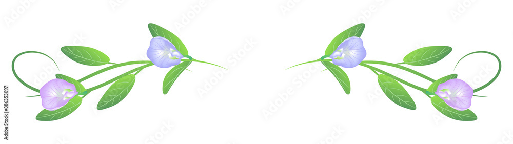 Obraz premium element of butterfly pea ornament isolated on background
