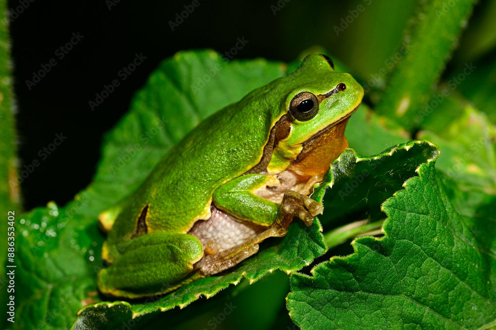 Europäischer Laubfrosch // European tree frog (Hyla arborea) Europäischer Laubfrosch // European tree frog (Hyla arborea)