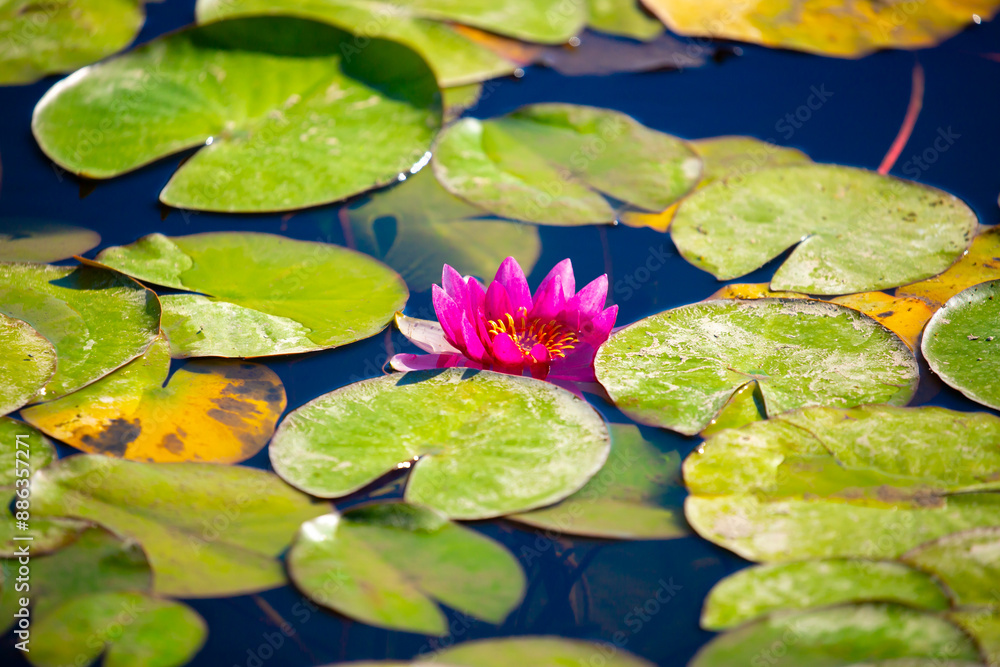 Lotus pond. Water lily close up. Sacred lotus flower in Buddhism. Calmness and tranquility. Spa treatments, yoga, meditation. Tropical nature. Lotus pond. Water lily close up. Sacred lotus flower in Buddhism. Calmness and tranquility. Spa treatments, yoga, meditation. Tropical nature.