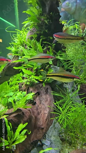 Fish swimming around in its habitat, very nice healthy fishes living and swimming around good for multimedia marine content, sstkVertical