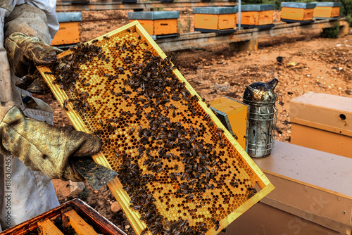 Beekeeper checking a honeycomb full of bees