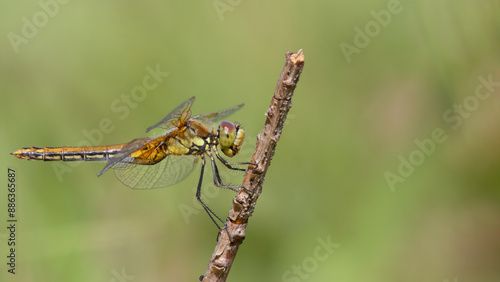 Yellow-winged darter dragonfly (Sympetrum flaveolum) sitting on a stick photo