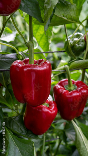 Rows of red bell peppers growing in a greenhouse. The vibrant green leaves and ripe peppers create a lush and productive agricultural scene, ideal for farming and gardening content.