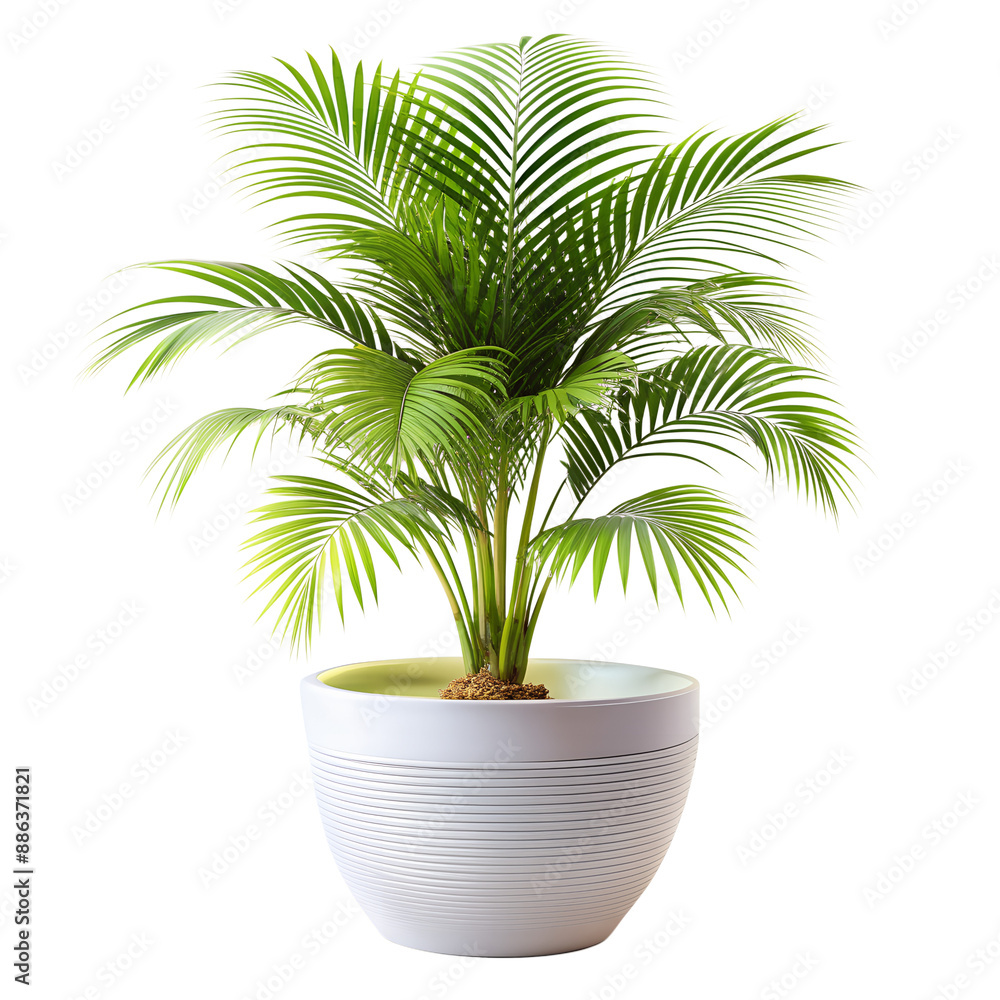 Isolated Palm Tree on White Background for Tropical Design Projects PNG Download Isolated Palm Tree on White Background for Tropical Design Projects PNG Download