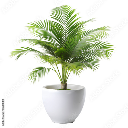 Isolated Palm Tree on White Background for Tropical Design Projects PNG Download