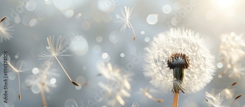 Wallpaper Mural A close up photo of a dandelion with white fluffy flowers in sunlight on a gray background symbolizing summer air freedom and lightness with room for text. copy space available Torontodigital.ca