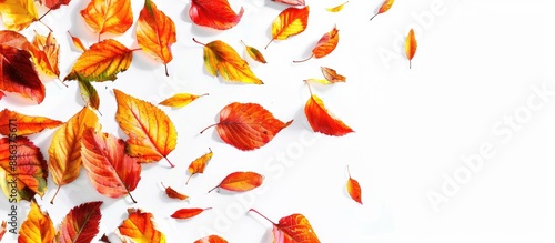 Top view of multicolored autumn leaves isolated on a white background with a falling orange leaf and copy space image for an autumn themed background