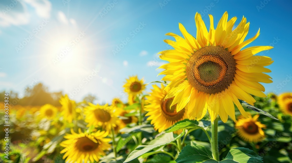Sunflower Field Background: A sea of cheerful sunflowers in full bloom spans under a clear blue sky, illuminated by the radiant sun.
Sunflower Field Background: A sea of cheerful sunflowers in full bloom spans under a clear blue sky, illuminated by the radiant sun.