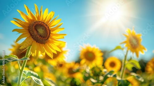 Sunflower Field Background: Stretching endlessly, vibrant sunflowers bloom beneath a clear blue sky, bathed in the warm glow of the bright sun.
