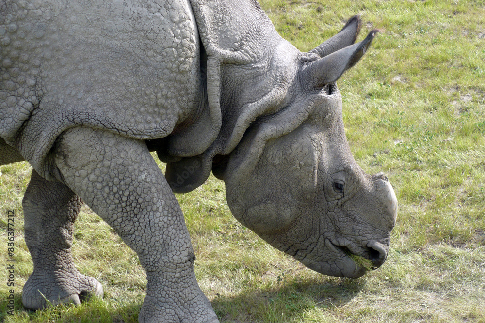Fototapeta premium gray rhinoceros without horn feeds in the zoo