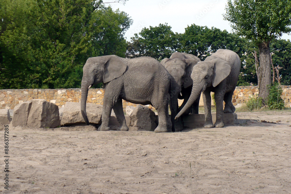 Fototapeta premium a small herd of elephants on the catwalk at the zoo