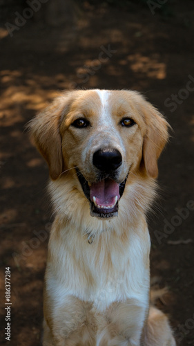 The dog sitting in front of the camera. Portrait dog photo. photo