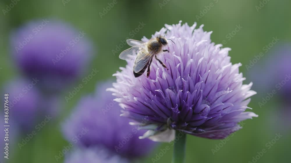 Bee pollinates onion violet flower in a field. Bee pollinates onion violet flower in a field.
