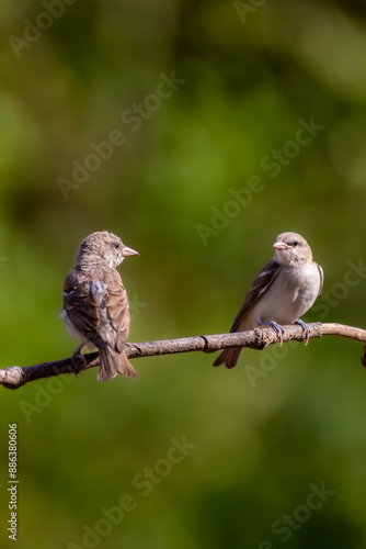 sparrow on a branch
