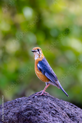 Orange bird