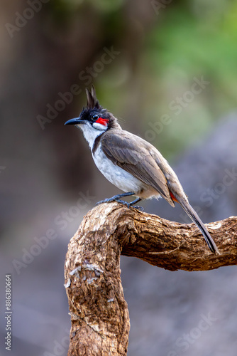 Bird on branch