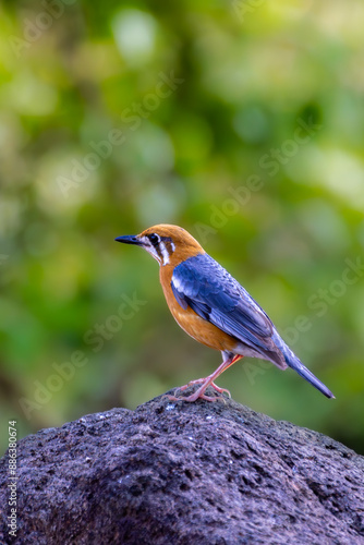 Bird on top