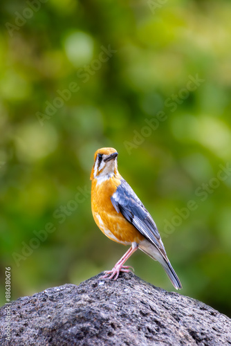bird on stone