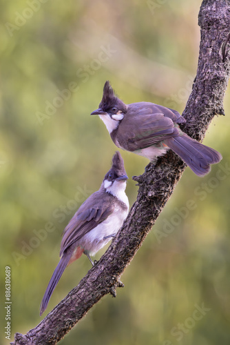 Birds in pair, love birds, couple 