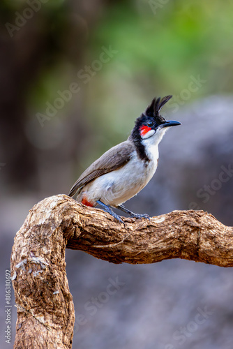 Red chick bird, brown bird