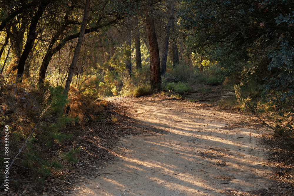 Naklejka premium Camino en bosque cerrado de encinas con entrada lateral de luz del sol al atardecer, Alcoy, España