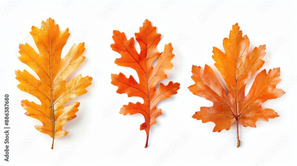 Fototapeta premium Golden oak leaves set on solid white background