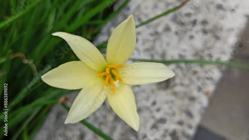 Zephyranthes Candida or rain lily photo